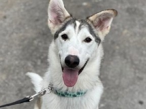 Featured in this month's Forever Friend column, Gibby, a one-year-old male Alaskan-husky mix, is available for adoption at the Toronto Humane Society. (Supplied photo)
