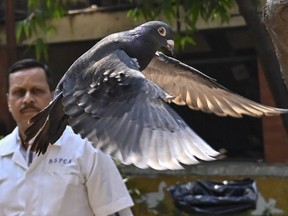 A pigeon that was captured eight months back near a port after being suspected to be a Chinese spy, is released at a vet hospital in Mumbai, India, Tuesday, Jan. 30, 2024.