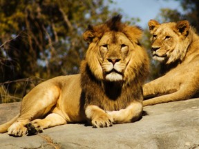 Lions at a zoo.