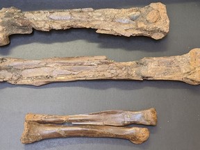 Kyle Atkins-Weltman, a PhD student at Oklahoma State University, ordered and studied femur, tibia and metatarsal bones that he initially thought were from an Anzu wyliei.