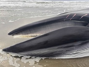 Oregon-Dead-Fin-Whale