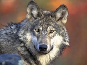 This photo shows a gray wolf