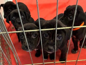These five puppies were left on the doorstep of the Fayetteville Animal Protection Society in North Carolina with a note from a person who identified himself as homeless.