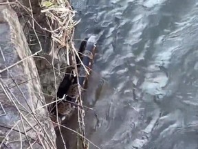 Screenshot of snake found dead in Credit River in Mississauga.
