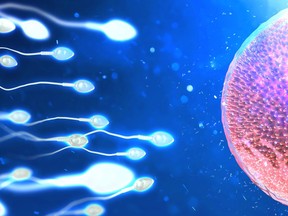 Sperm and an egg cell are pictured in this illustration of natural fertilization.