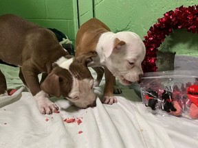 Shelter animals at Toronto Humane Society receive special treats and toys for Valentine's Day as part of the society's Valentine's gift campaign