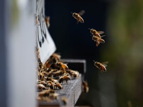 Honeybees fly in and out of a bee hive at a Simon Fraser University experimental apiary in Surrey, B.C., on Wednesday, Aug. 31, 2022.