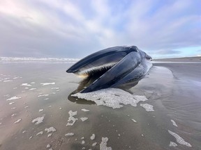 A dead fin whale washed up on a beach in Oregon on Feb. 12.