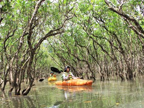 Kayakers paddle along the Kuroshio Mangrove Park.