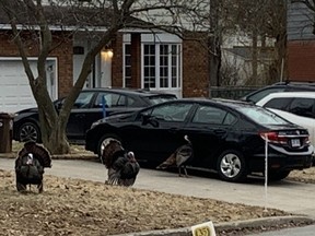 A gang of around a dozen turkeys wandered through the West Island. One broke off from the group to peck at a car.