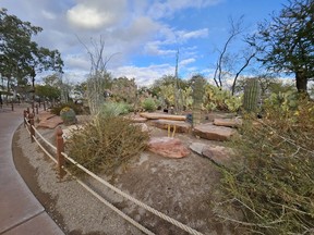 Botanical cactus garden