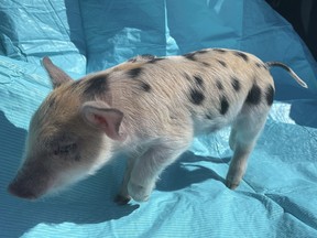 This photo provided by the St. Paul Saints shows a pig named Ozempig.