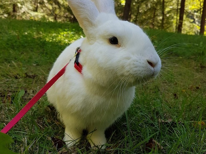  Snowy, a large-breed rabbit, goes for a hop on his leash. Dandelions are a favourite snack for bunnies.