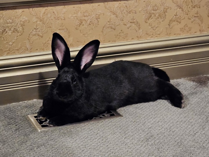  Hocus Pocus, a one-year-old Flemish giant mix rabbit, lounges on top of a vent to keep warm and cosy.