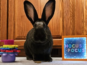 Hocus Pocus, a Flemish giant mix rabbit, celebrates his "gotcha day."