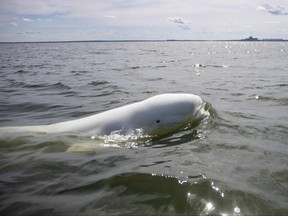 A beluga whale, one of the 10 most endangered species of animals in Canada, swims in Hudson Bay, outside Churchill in Northern Canada on Aug. 9, 2022.