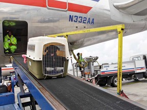 An American Airlines grounds crew unloads a dog from the cargo area of an arriving flight, Aug. 1, 2012, at John F. Kennedy International Airport in New York.