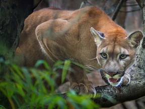 A mountain lion is pictured in a file photo.