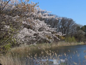 Cherry blossoms in High Park