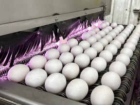 Eggs are cleaned and disinfected at the Sunrise Farms processing plant in Petaluma, Calif., Jan. 11, 2024, which had seen an outbreak of avian flu.