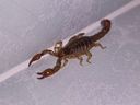 Brown scorpion inside a house.