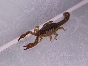 Brown scorpion inside a house.
