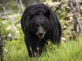 A black bear.