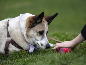 A dog looks at his ball at the City Park in Budapest, Hungary, on Wednesday, March 27, 2024.