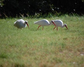 A trio of American White Ibis are spotted in Flamingo at Everglades National Park