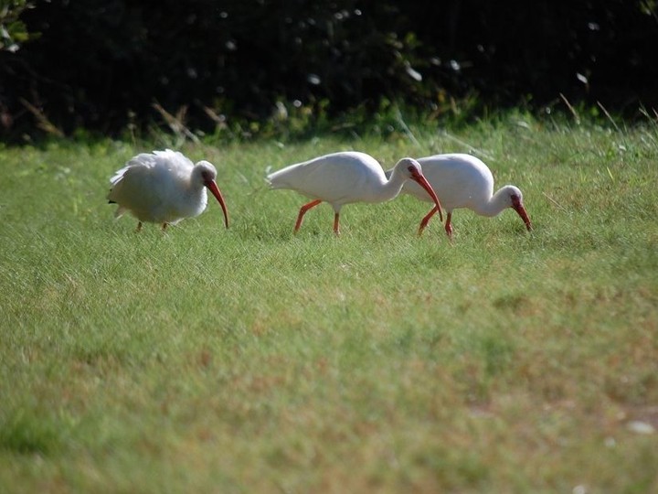  A trio of American White Ibis are spotted in Flamingo at Everglades National Park, Florida. Laura Shantora Nelles/Toronto Sun