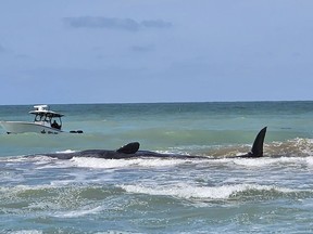 This photo provided by City of Venice Florida shows a whale on Sunday, March 10, 2024, off Venice, Fla.
