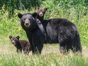 A mother bear and her cubs
