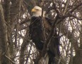 Toronto's first-ever documented bald eagle nest is being watched closely by the conservation authority.