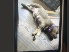 This is the dog involved in an attack in 2021 -- long before last Saturday’s incident which left a nine-year-old child with life-altering injuries. (Supplied photo)