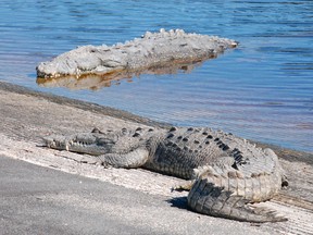 A pair of crocodiles catch some rays