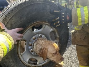 In this photo provided by the Franklinville Volunteer Fire Company, firefighters attempt to get Daisy the dog unstuck from a tire, in Franklinville, N.J., March 21, 2024. (Courtesy of Franklinville Volunteer Fire Company via AP)