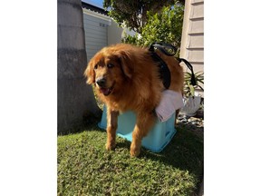 Bram put Frannie on a container to help her learn to stand on her legs. (Frannie's Fight)