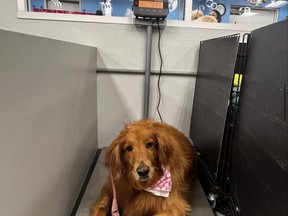 Frannie weighing in on Feb. 16 at 94.4 pounds.(Frannie's Fight)