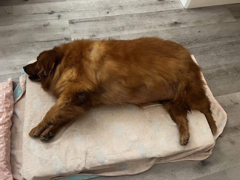 Obese golden retriever Frannie wins hearts during weight-loss ...