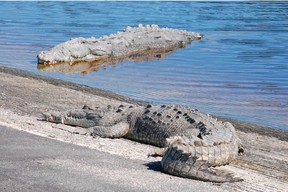 A pair of crocodiles catch some rays on the boat ramp beside the marina in Flamingo at Everglades National Park. You can tell these are crocodiles because their teeth are visible when their mouths are closed.