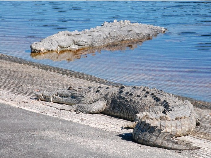  A pair of crocodiles catch some rays on the boat ramp beside the marina in Flamingo at Everglades National Park. You can tell these are crocodiles because their teeth are visible when their mouths are closed. Laura Shantora Nelles/Toronto Sun