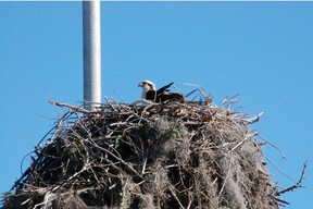 Mrs. Osprey sits atop a giant nest in the marina in Flamingo at Everglades National Park.