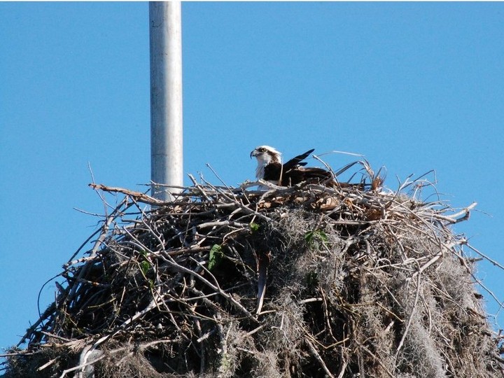  Mrs. Osprey sits atop a giant nest in the marina in Flamingo at Everglades National Park. Mr. Osprey brings twigs, leaves, and bits of Spanish moss for her to add to their nest. Ospreys typically mate for life and will return to the same nesting site year after year, as this couple does. Laura Shantora Nelles/Toronto Sun