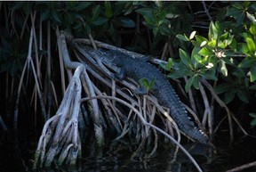 The group on our boat tour spots a young crocodile hanging out on the roots of some mangrove trees along Flamingo Canal in Everglades National Park.