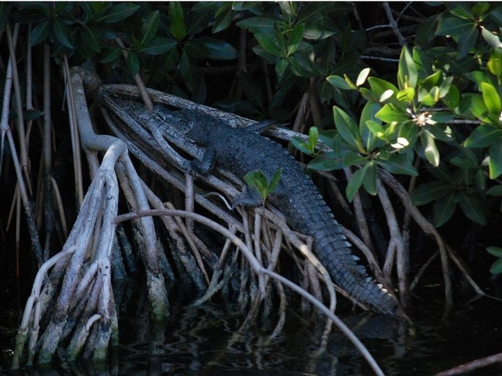 The group on our boat tour spots a young crocodile hanging out on the roots of some mangrove trees along Flamingo Canal in Everglades National Park. Laura Shantora Nelles/Toronto Sun