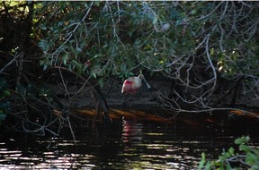 A roseate spoonbill is spotted along the banks of the Flamingo Canal in Everglades National Park, Florida.