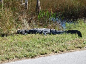 An alligator sleeps in the sunshine along the side of the road to Pa-Hay-Okee Lookout Point in Everglades National Park, Florida. This big baby barely batted an eyelash as every car passing by stopped to take a photo. You can see from its colour it is much darker than the crocodile. Laura Shantora Nelles/Toronto Sun