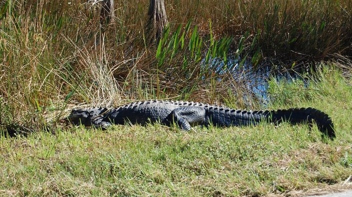 Glide into the Everglades: Flamingo Lodge off the Florida beaten path