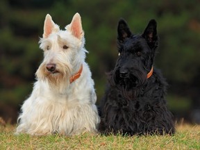 Pair of black and white Scottish terriers.
