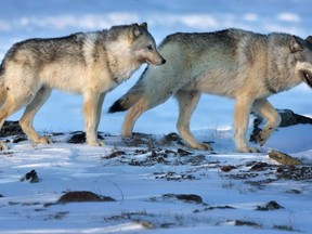 A female wolf, left, and male wolf roam the tundra near The Meadowbank Gold Mine in Nunavut on Wednesday, March 25, 2009.